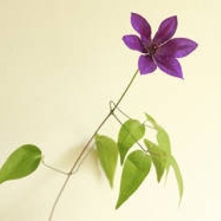 藤原美智子の「色」ものがたり第12回　“高貴な紫”を目指して