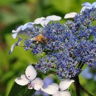 塚田有一│新連載『みどりの触知学』のスタートにあたって