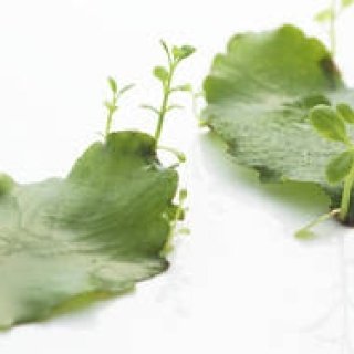 岡部美代治｜Vol.6  化粧品の“効果”と肌のターンオーバー