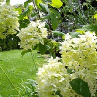 連載・藤原美智子｜2010年7月エッセイ「ガーデニングから教わることはたくさんある」