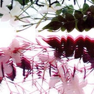 KORRES｜ハーブ大国ギリシャ生まれの「コレス ナチュラル プロダクト」