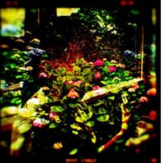 Diary-T 79 紫陽花