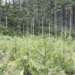 more trees｜参加者募集中！ 「森林・ボランティアツアー」を開催