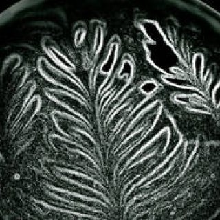 Diary-T 146 REGALO＆STREAMER