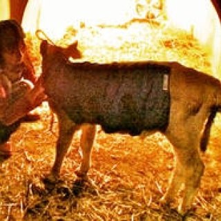 Diary-T 155 中洞牧場へ　その二　bomgo