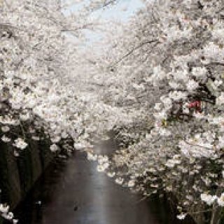 EVENT｜シャンドン ロゼのお花見イベント「お花見 CHANDON 目黒川」開催！