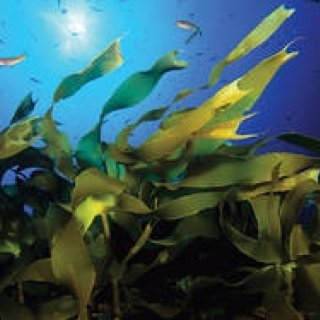 「ドゥ・ラ・メール オーシャンズ」フォトコンテスト開催中｜DE LA MER