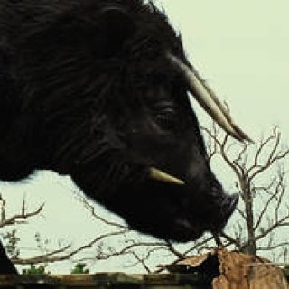 MOVIE｜試写会に20組40名様をご招待！　『ハッシュパピー バスタブ島の少女』