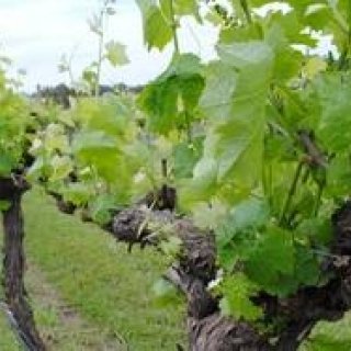 EAT｜グラス型の“本格派”飲みきりワイン「チューリップ」