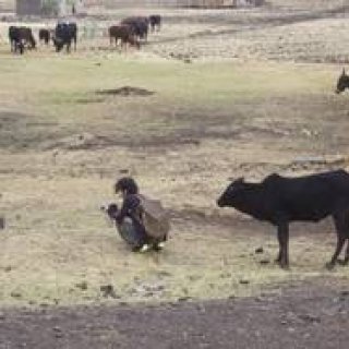 ART｜ヨコハマ創造都市センターで『小沢剛　高木正勝　アフリカを行く』展