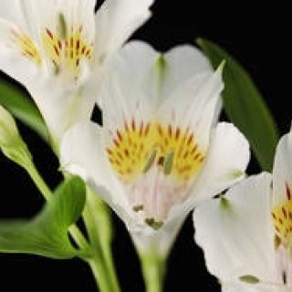 戸田恵子｜「明日また来るからね」 故・内海賢二さんのこと