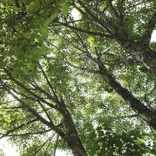 特集｜真の避暑地を求めて～長野の至宝、信濃町へ～｜第3回「森林セラピーのすすめ」