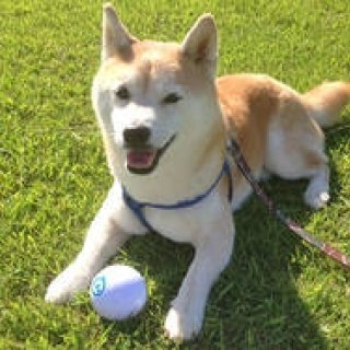 Orbotix|世界初のロボティックボール「sphero 2.0」