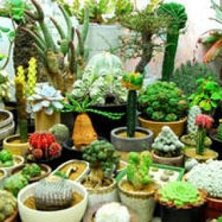 BIRDHOUSE｜“いのち（生命）の森”の植物イベント開催