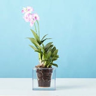 Boskke Cube｜水やりは月に1度の給水プランター「ボスケキューブ」