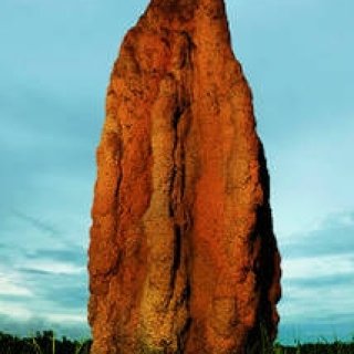 BOOK｜動物が築いた神秘的な形状の数々　写真集「建築する動物」