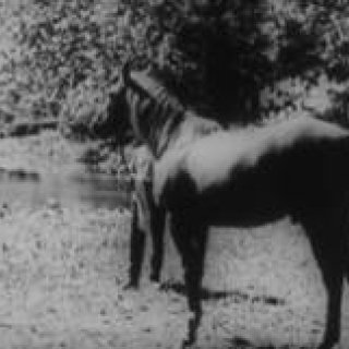 MOVIE｜エキスパートが指南　初心者のための東京国際映画祭入門 （2）