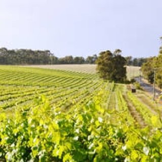 美食大陸オーストラリア、美食とワインをめぐる旅へ｜西オーストラリア州　マーガレット・リバー｜特集