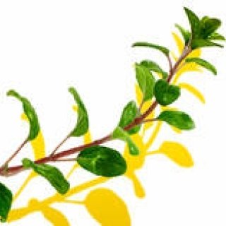 THREE｜プロが惚れ込む天然由来コスメブランドの魅力