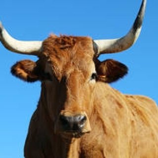 世界一のステーキを求めて食べ歩くドキュメンタリー『ステーキ・レボリューション』｜MOVIE