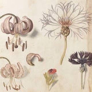 植物画を愛でる「イングリッシュ・ガーデン」展が開催｜ART