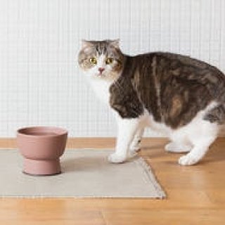大谷焼の猫用水飲み器「Cat Water Bowl」をリリース｜RINN
