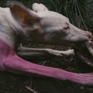 エスパス ルイ･ヴィトン東京で『Pierre Huyghe – Untilled Host』展が開催｜ESPACE LOUIS VUITTON TOKYO