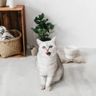 大谷焼の窯元から生まれた猫用水飲み器「IZUMI」に爽やかな新色が登場｜RINN