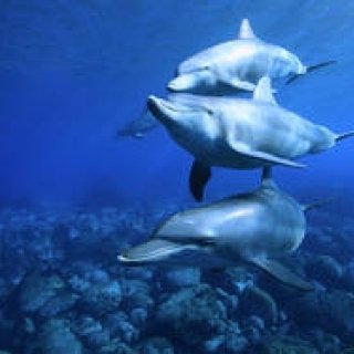 水中写真家が見た未知なる海の美しさ｜BOOK