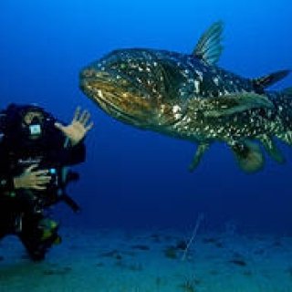 BLANCPAIN│海底に棲む伝説の海洋生物、シーラカンスに出会う ギャラリー