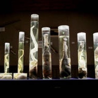 アイスランド「ペニス博物館」で繰り広げられる珍騒動に密着｜MOVIE ギャラリー