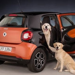 犬との旅行に便利な新型スマート フォーフォー｜smart ギャラリー