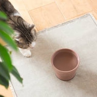 大谷焼の猫用水飲み器「Cat Water Bowl」をリリース｜RINN ギャラリー