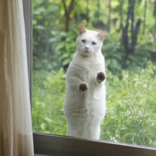 フォトエキシビション「どこへ行っても猫と犬」が開催｜ART ギャラリー