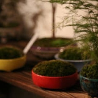 盆栽の新たな魅力を追求するイベント「Deeply Love BONSAI」開催｜ART ギャラリー