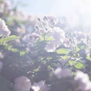 愛する父の死に向き合う日々を撮影した「蜷川実花 うつくしい日々」｜ART ギャラリー