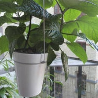 世界的な設計事務所「BIG」が考案する水耕栽培システムとプランター｜DANESE ギャラリー