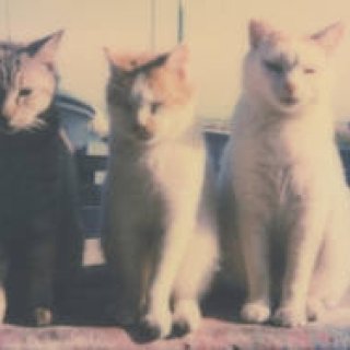 路地裏で出会った猫を撮影した写真展が開催｜LOUNGE ギャラリー