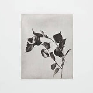 世界最古の写真製版技術で作られた「COLLOTYPE PHOTOGRAPH SERIES」｜PAPIER LABO.