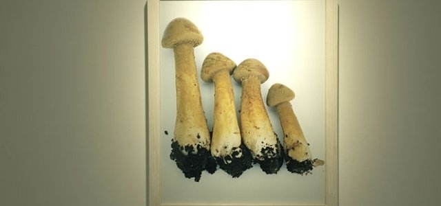 REPORT｜ホンマタカシ新作写真展「その森の子供 mushrooms from