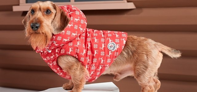 未使用タグ付き！モンクレール［ポルド］レインコート　犬用　ドッグ　服　フード 犬たちのプレミアムダウン。「モンクレール ポルド ドッグ クチュール