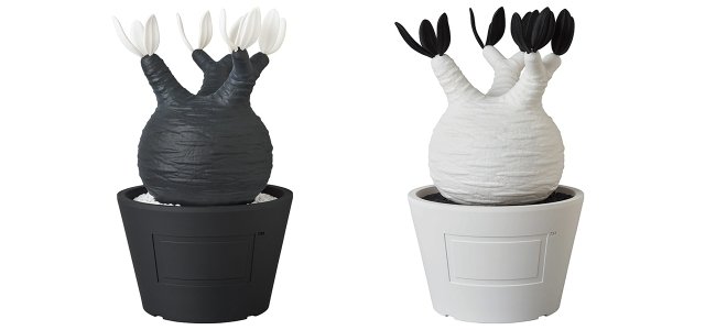 BOTANIZEとのコラボで塊根植物をフィギュア化。VCD Pachypodium