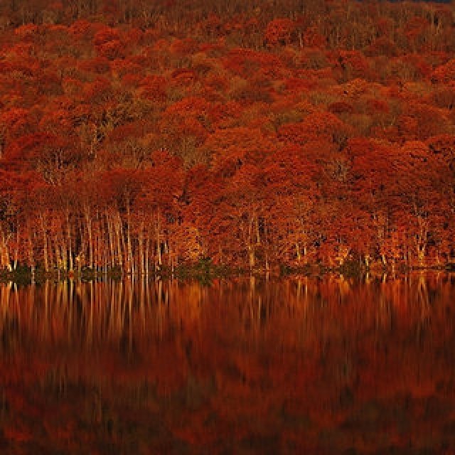 朝イチバンの澄みわたる空気の中で堪能する青森・奥入瀬の絶景紅葉｜TRAVEL