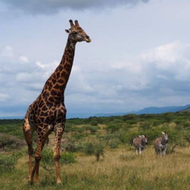 連載｜南アフリカ旅行記