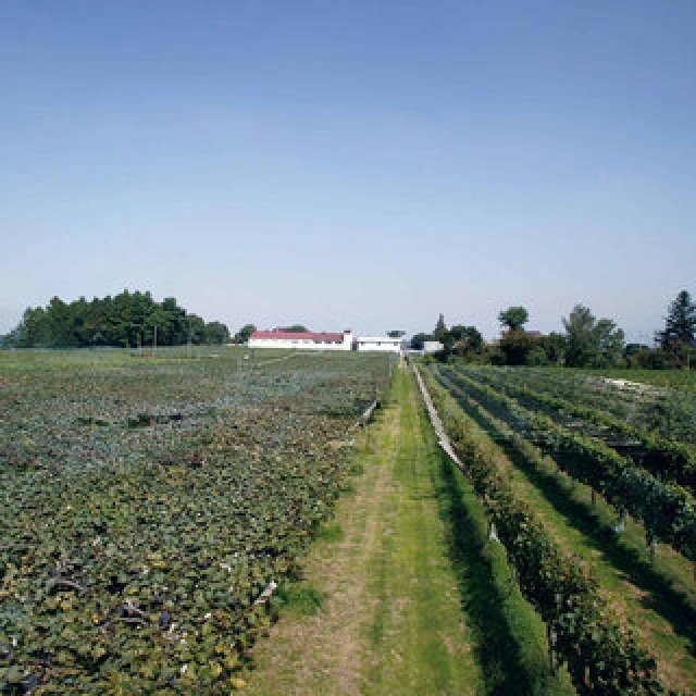 老舗ワイナリーでブドウを収穫し、自分好みのワインを完成させる「手業のひととき」｜TRAVEL