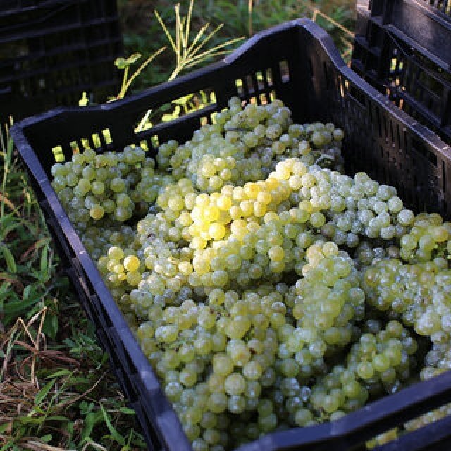 ワインづくりで地域の伝統を守り、景観や文化をつくる。ドメスティックワイナリー応援企画展｜D&DEPARTMENT PROJECT