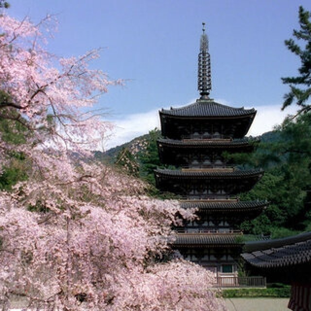 2023年、春の「そうだ 京都、行こう。」キャンペーン!東京駅、渋谷が、京都の桜で満開に。2月18日(土)~6月30日(金)で開催!