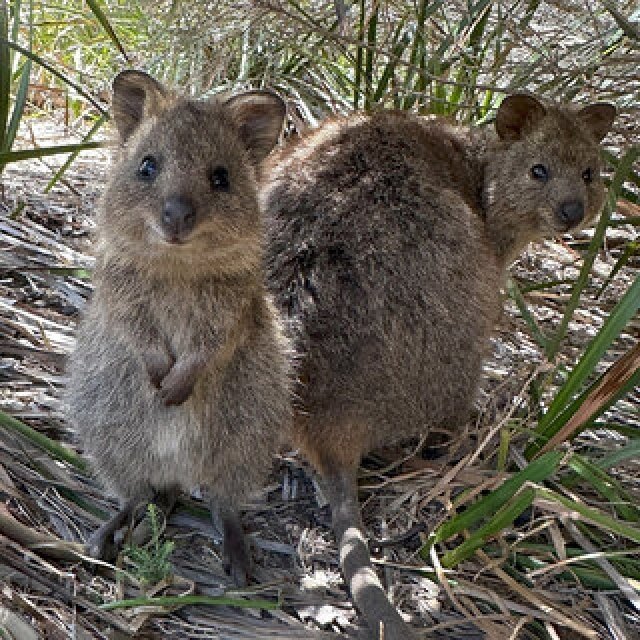 ロットネスト島で、世界一幸せな動物“クオッカ”に恋をした|TRAVEL