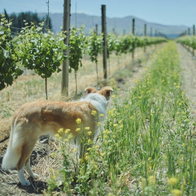 ニュージーランドの銘醸地マールボロに日本人生産者を訪ねる｜TRAVEL