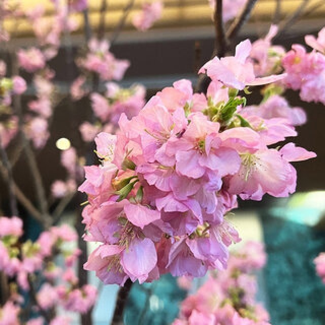 花人・赤井勝氏プロデュース。屋内花見イベント「瑞華院 了聞」主催 さくら祭り|EVENT